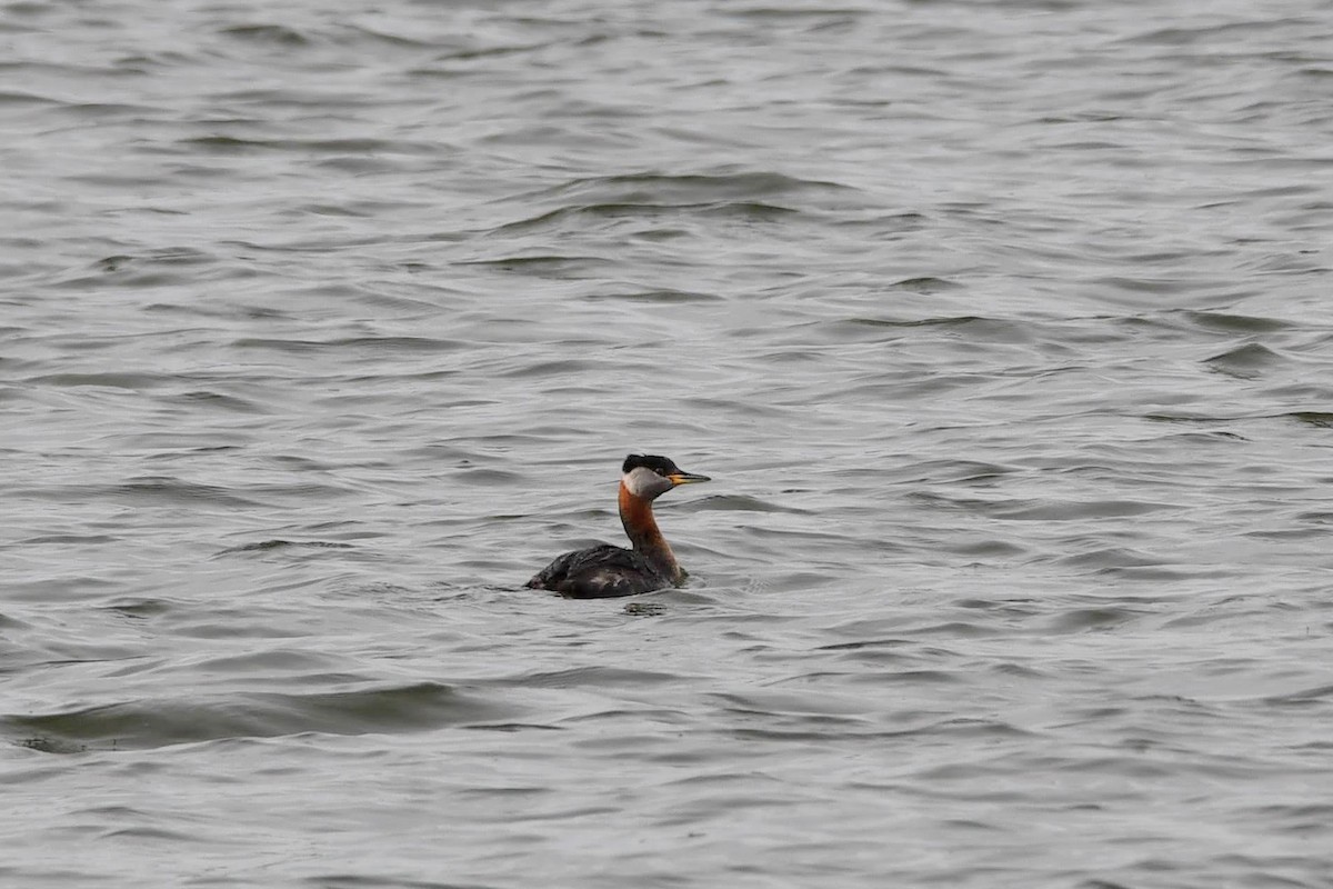 Red-necked Grebe - ML617001448