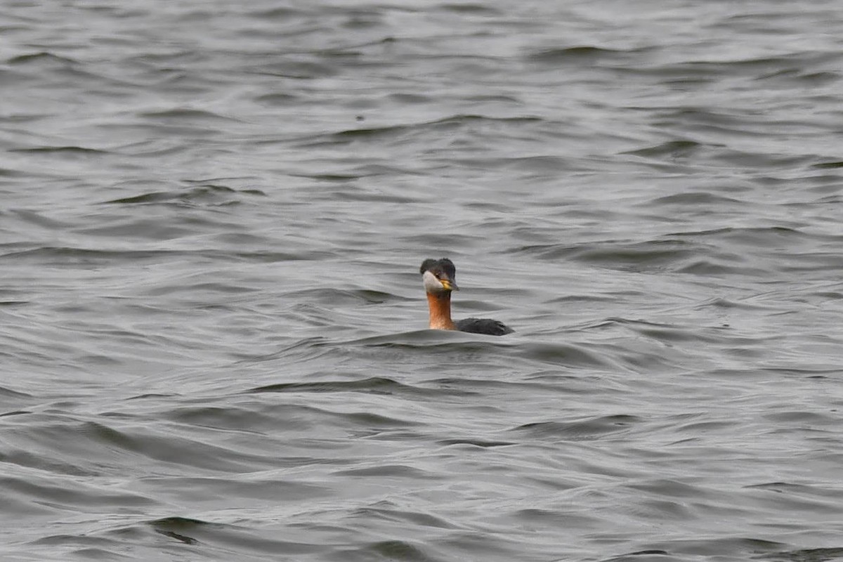 Red-necked Grebe - ML617001449