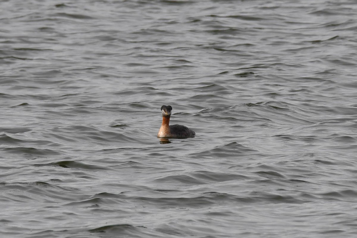 Red-necked Grebe - ML617001450