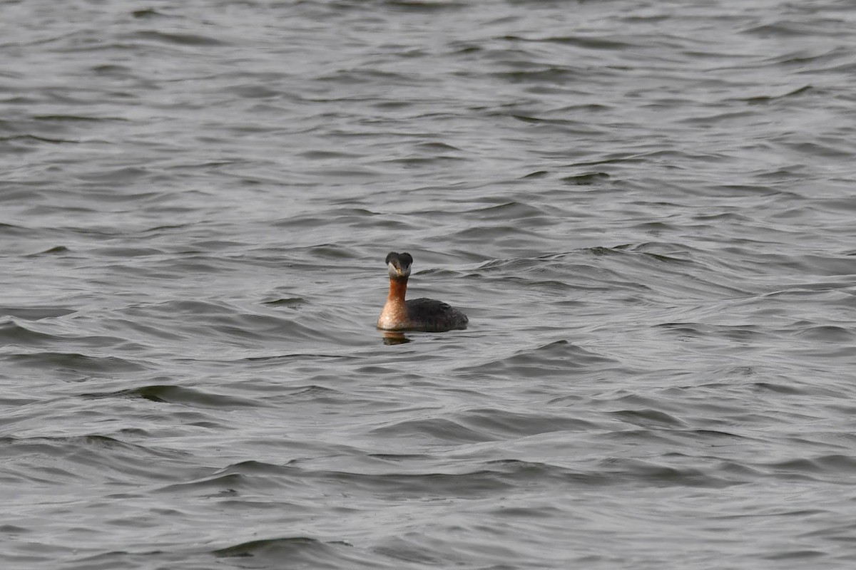 Red-necked Grebe - Greg Enns