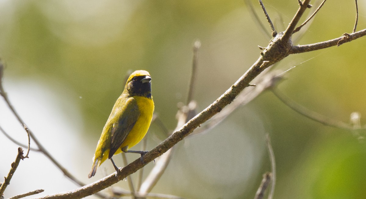 Yellow-crowned Euphonia - ML617001474