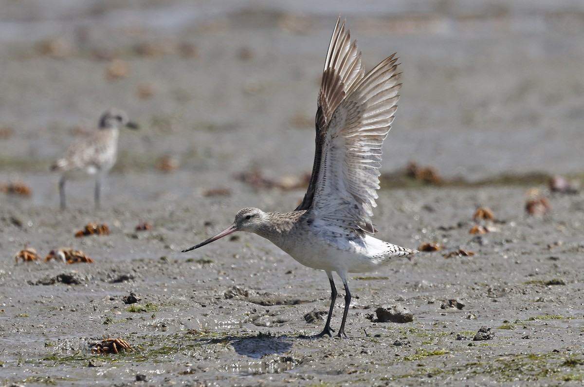 Bar-tailed Godwit - ML617001488