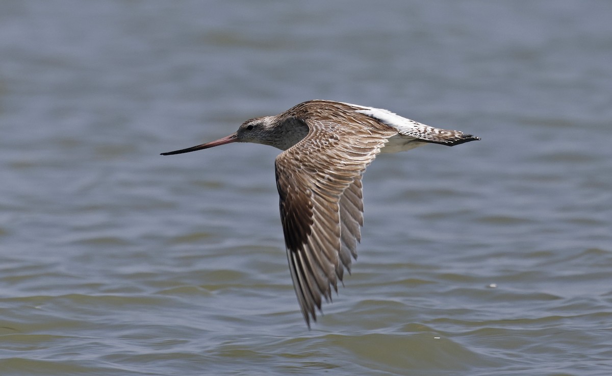 Bar-tailed Godwit - ML617001491