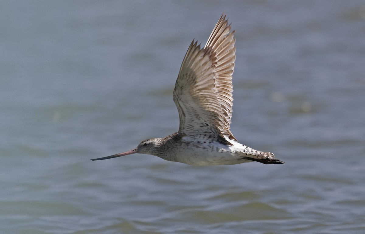 Bar-tailed Godwit - ML617001512