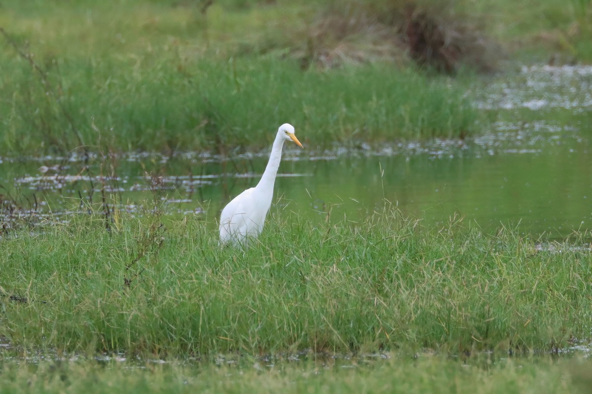 Plumed Egret - ML617001538