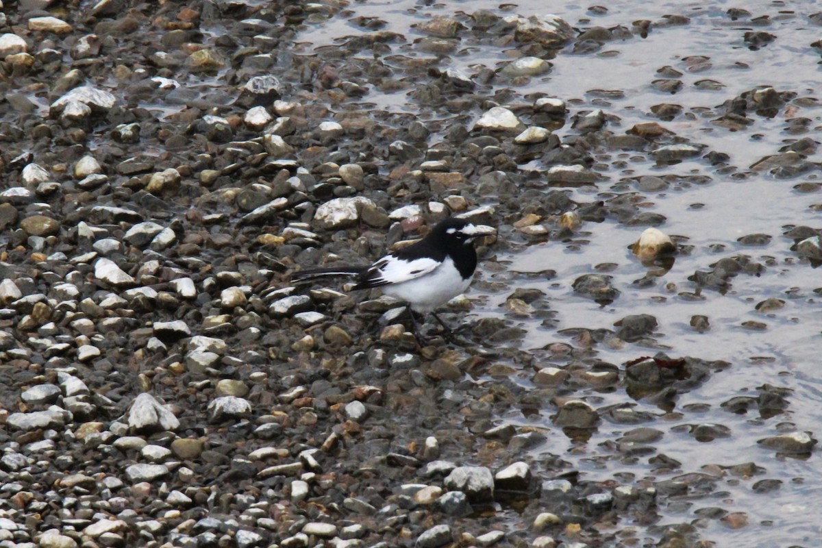 Japanese Wagtail - ML617001549