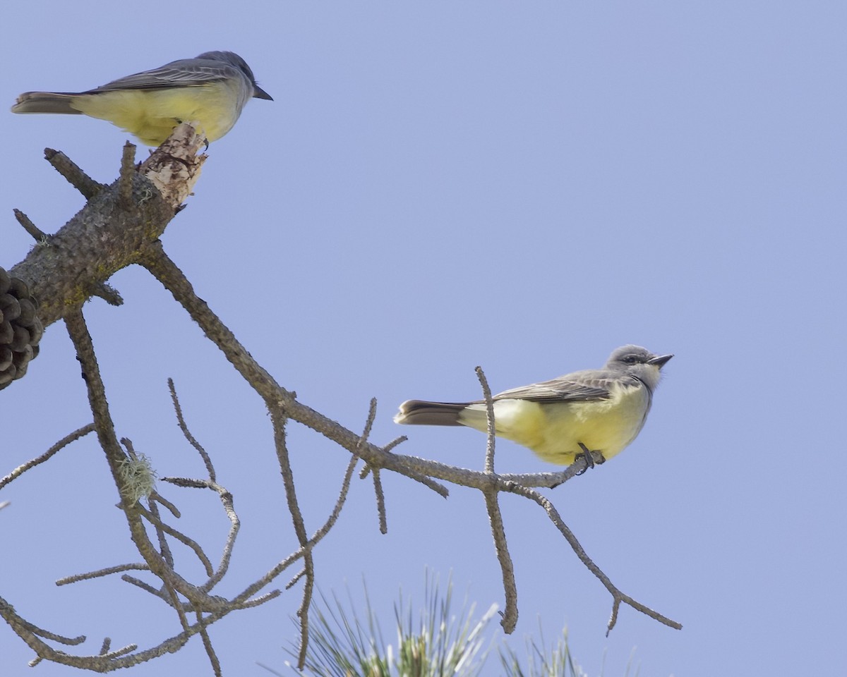 Cassin's Kingbird - ML617001602