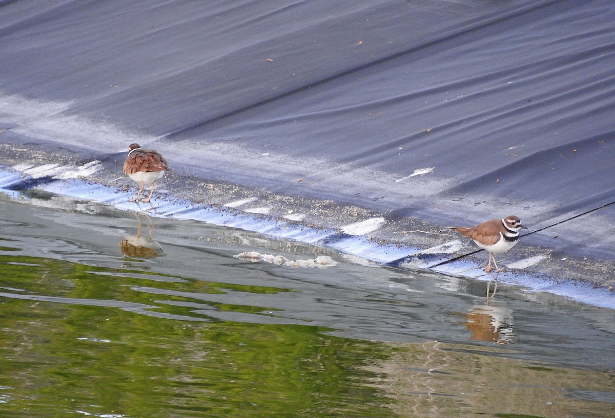 Killdeer - Mary Brown