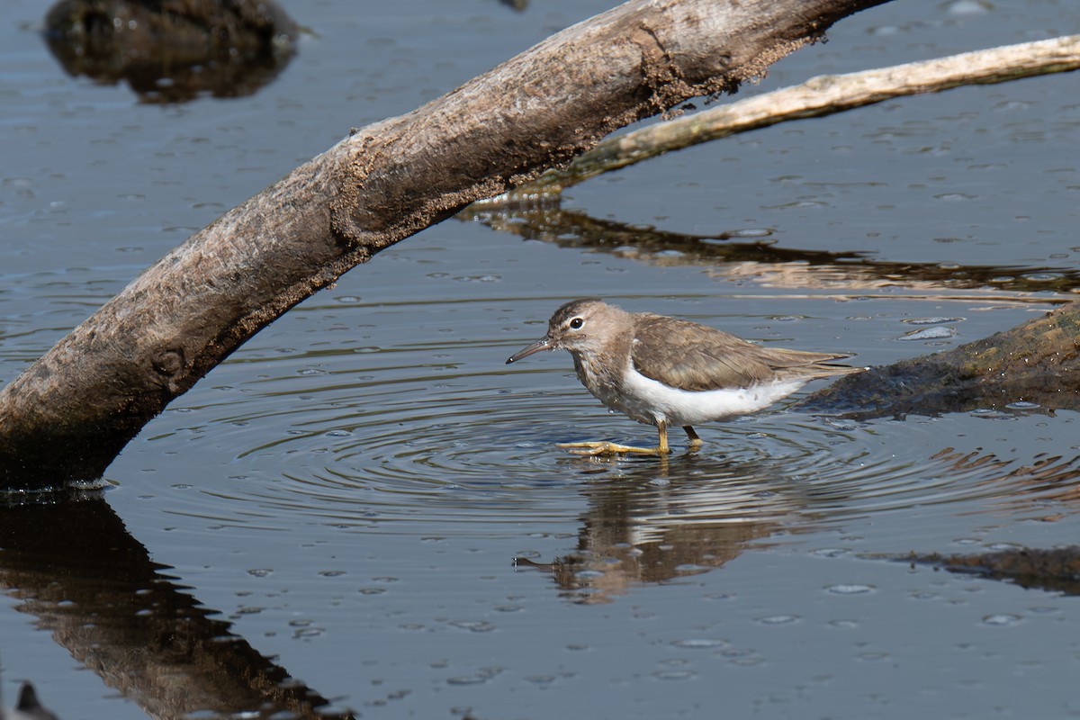 Spotted Sandpiper - ML617001635