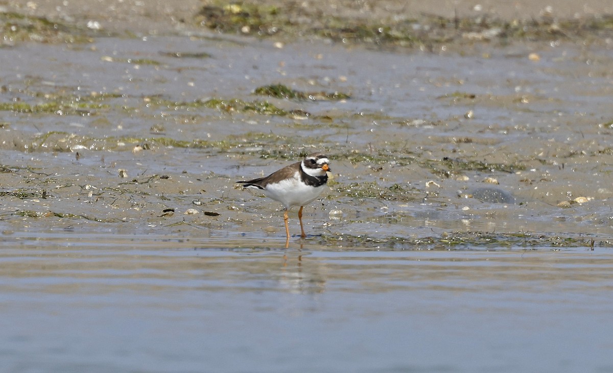 Common Ringed Plover - ML617001672