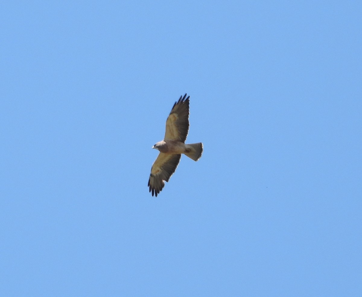 Swainson's Hawk - ML617001807