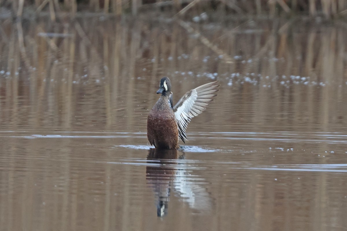 Blue-winged Teal - ML617001842