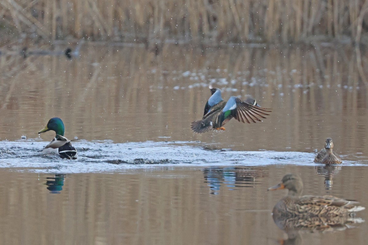 Blue-winged Teal - ML617001843