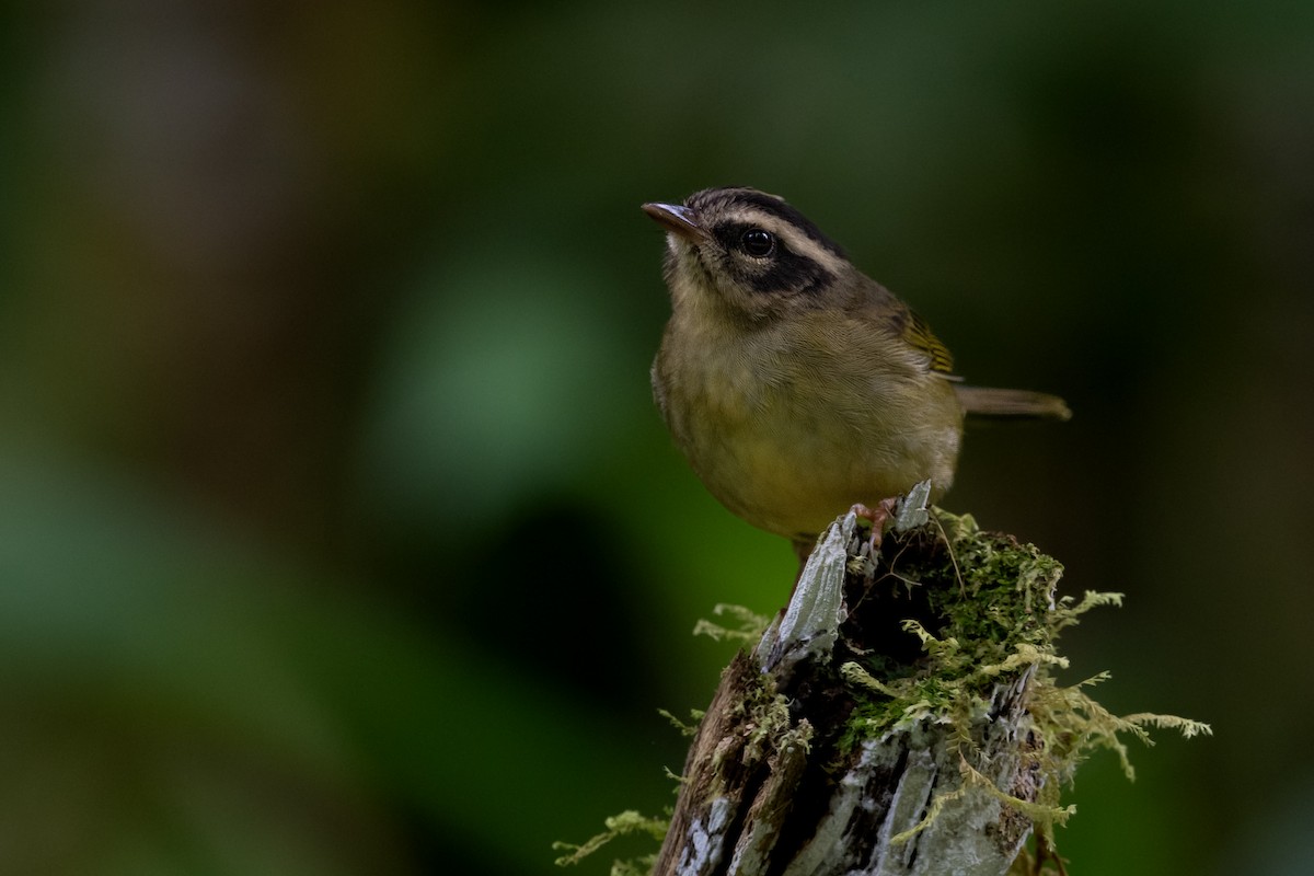 Three-striped Warbler - ML617001871