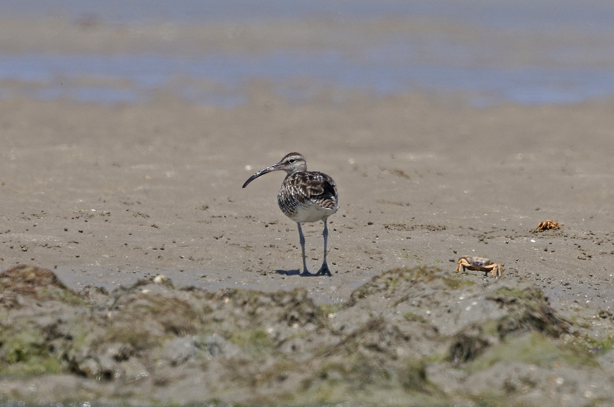 Whimbrel - Paul Chapman