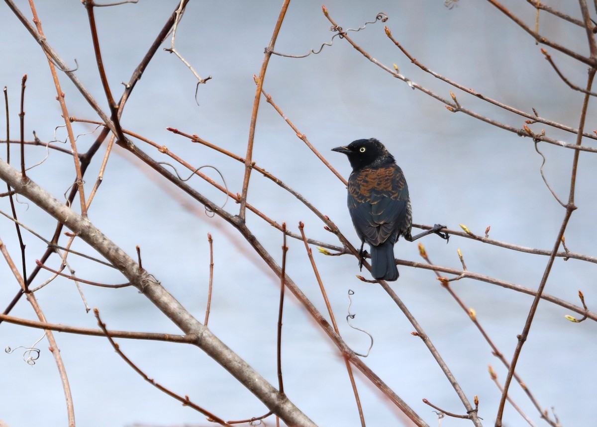 Rusty Blackbird - ML617001940