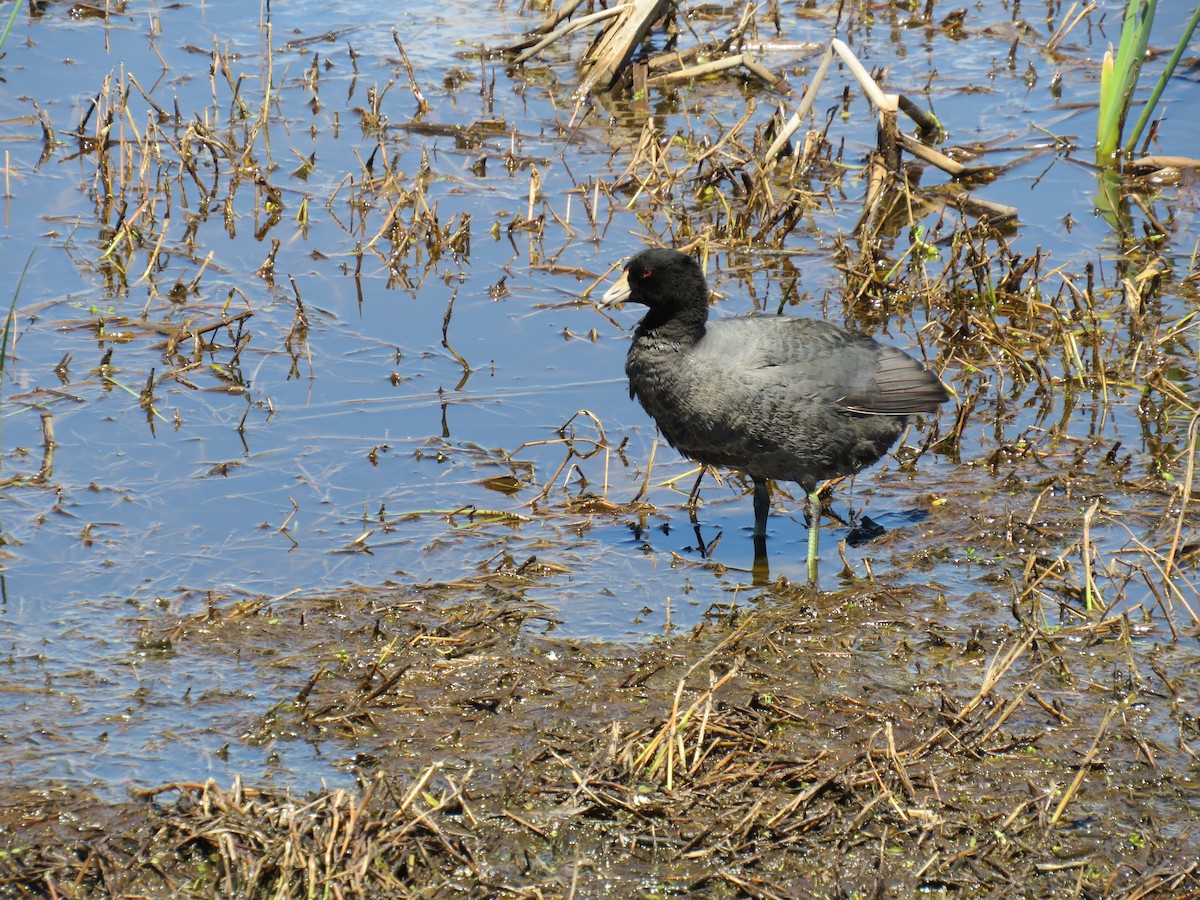 American Coot - ML617001992