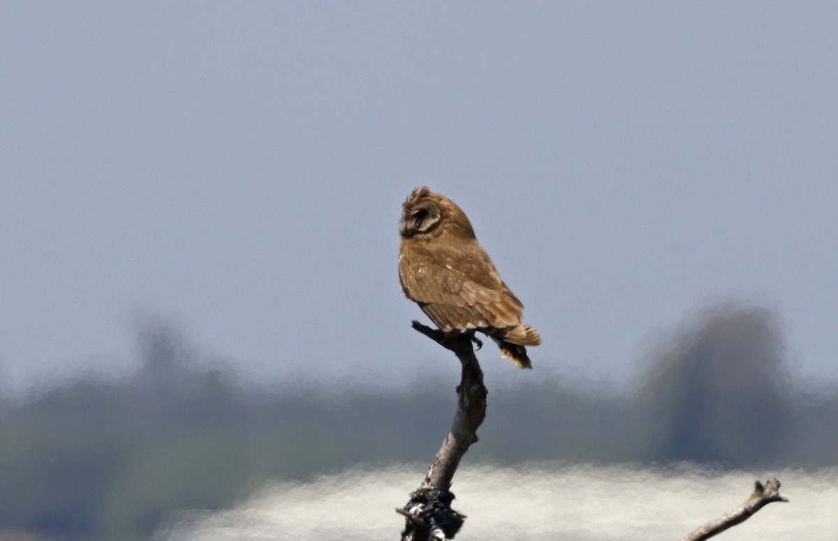 Marsh Owl - Paul Chapman