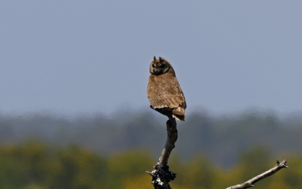 Marsh Owl - Paul Chapman