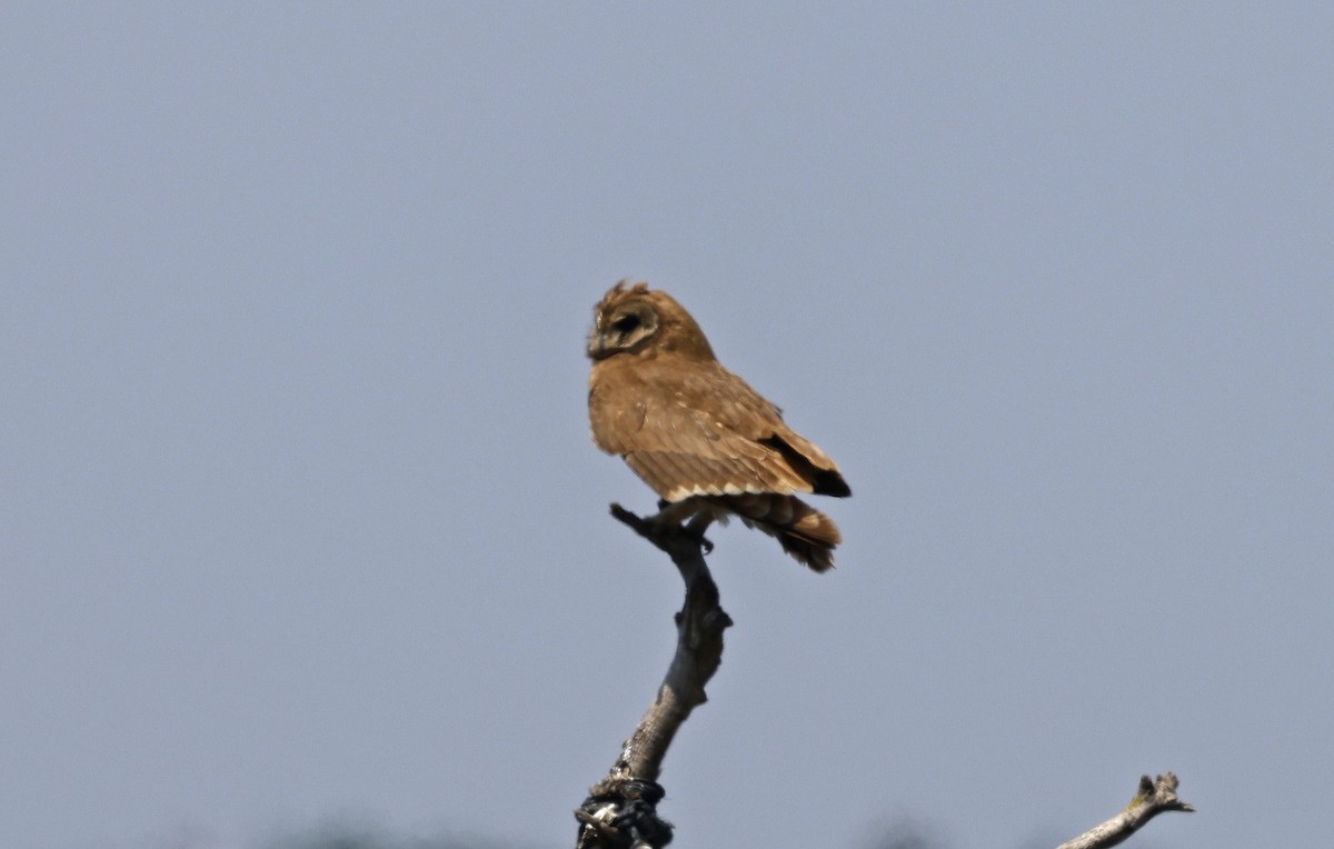 Marsh Owl - Paul Chapman