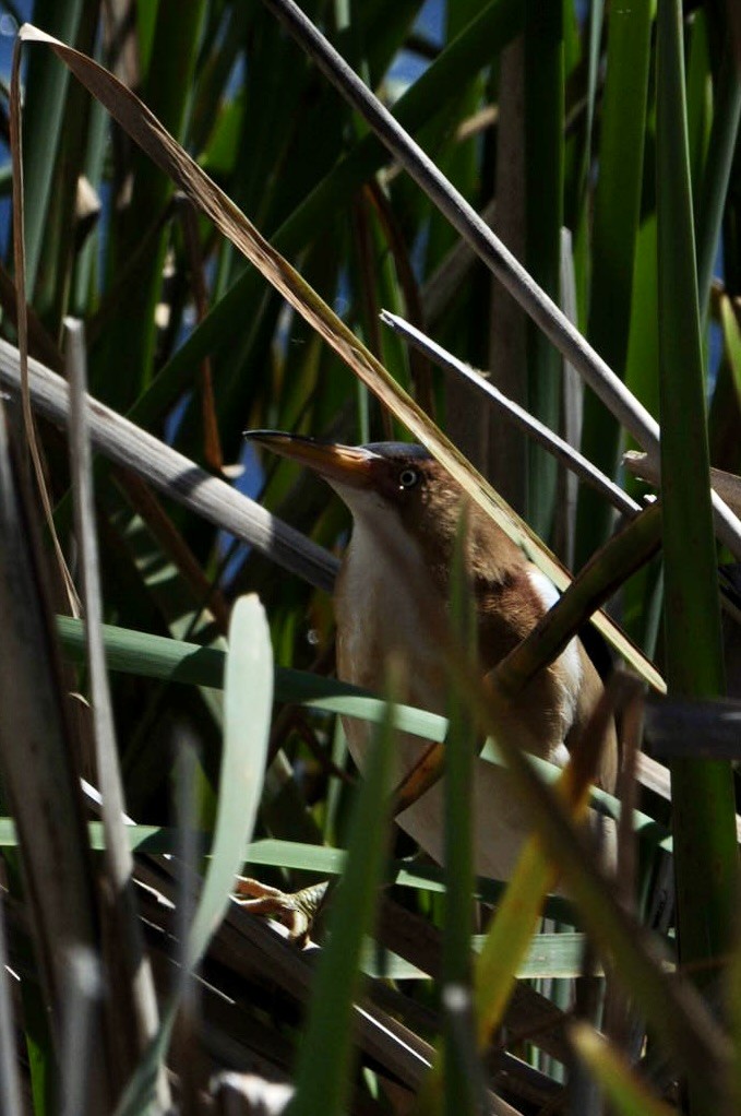 Least Bittern - ML617002060