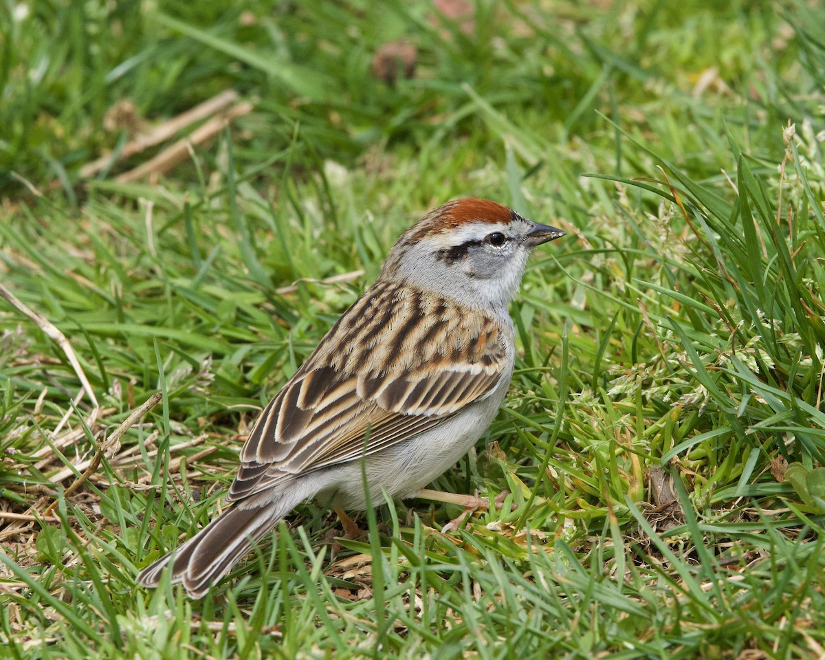 Chipping Sparrow - ML617002065