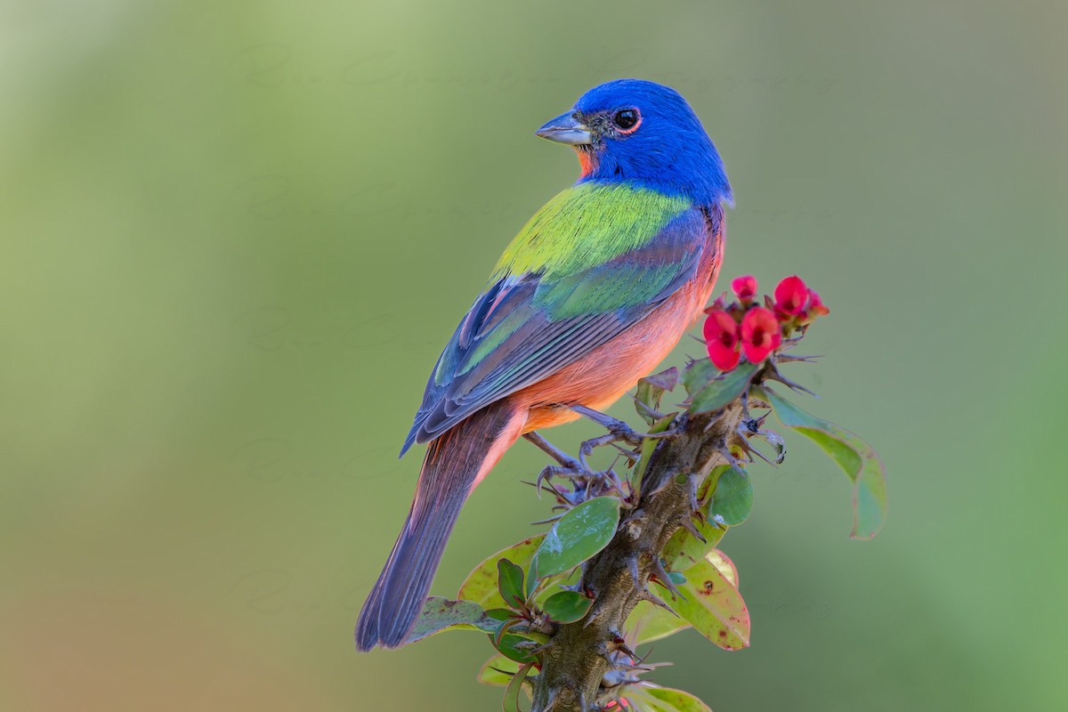 Painted Bunting - ML617002067