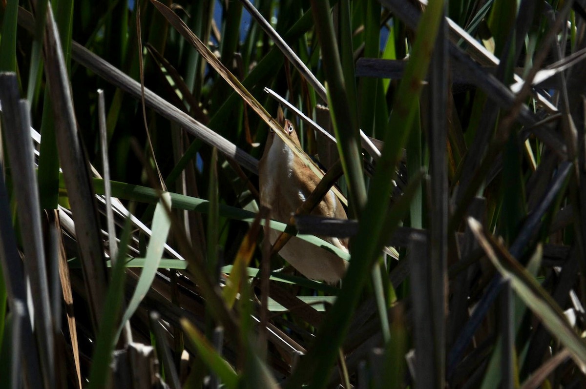 Least Bittern - ML617002068