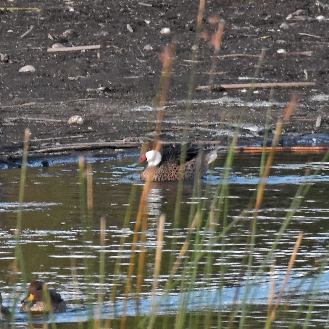 White-cheeked Pintail - Carlos De Biagi