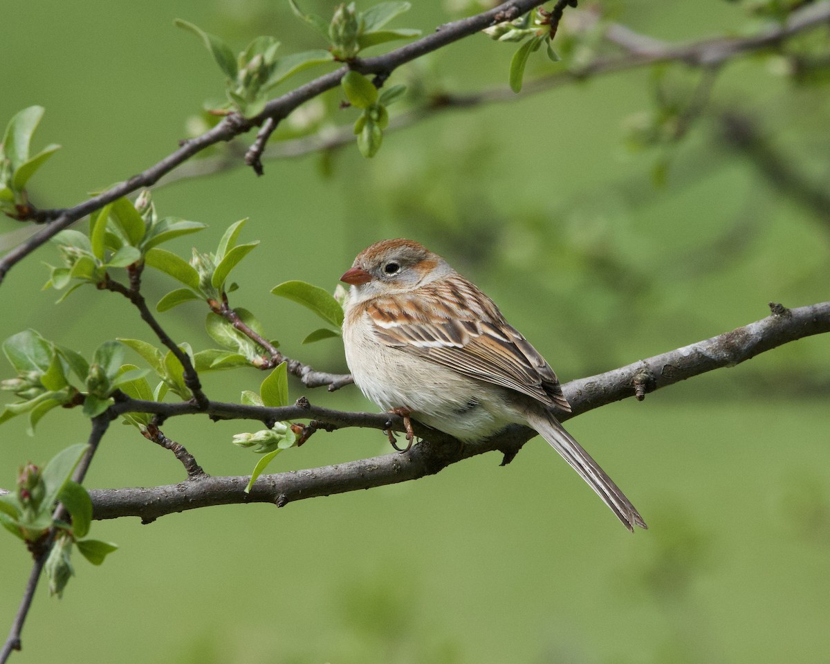 Field Sparrow - ML617002071