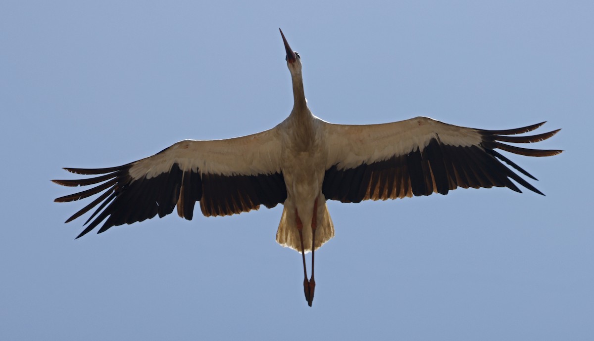 White Stork - Paul Chapman