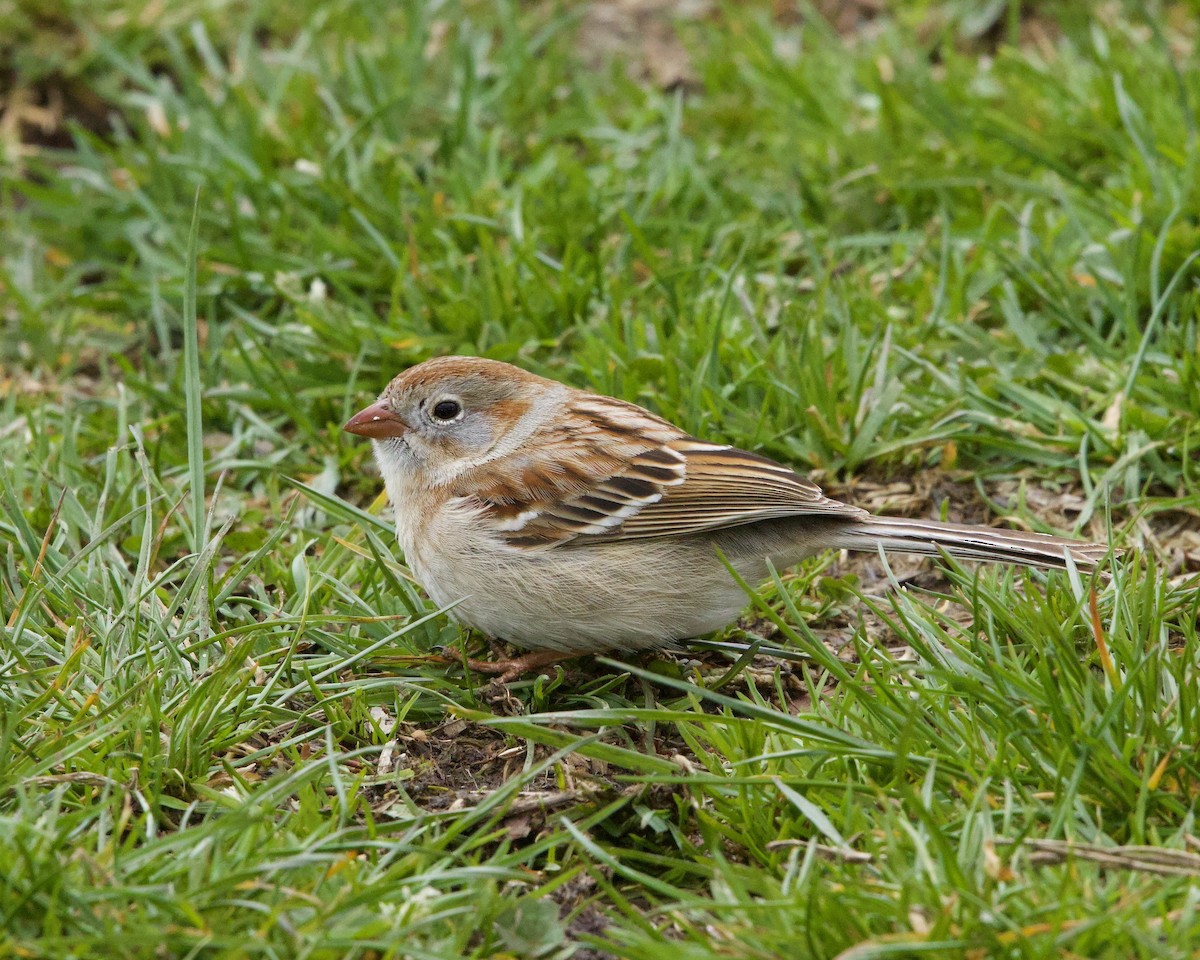Field Sparrow - ML617002094