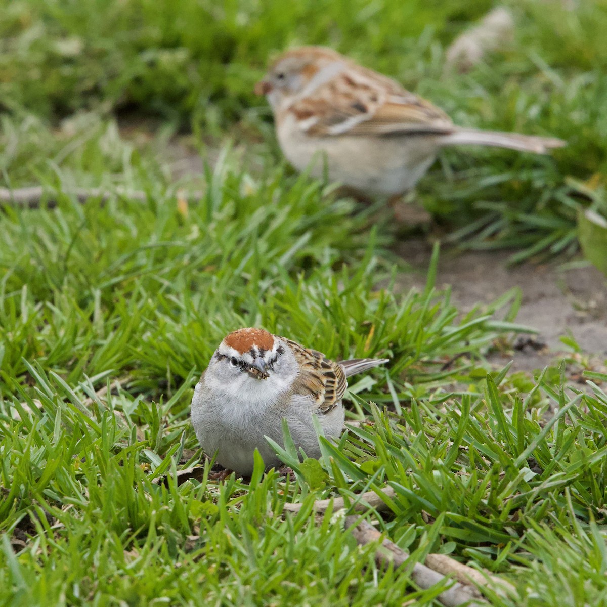 Chipping Sparrow - ML617002098