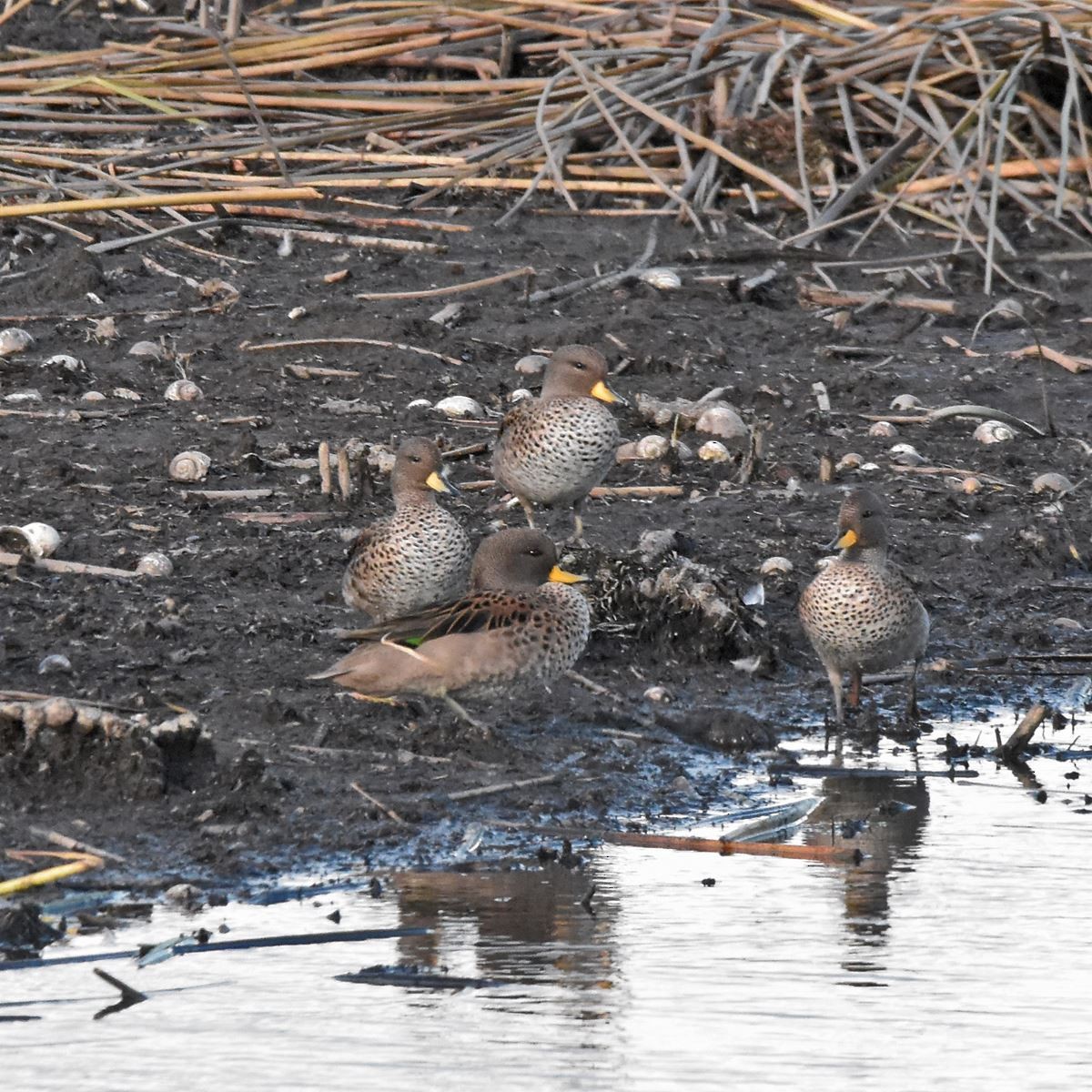 Yellow-billed Teal - Carlos De Biagi