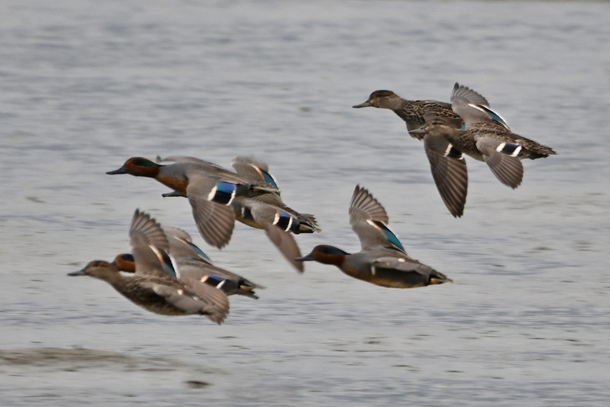 Green-winged Teal - Steve Hawes