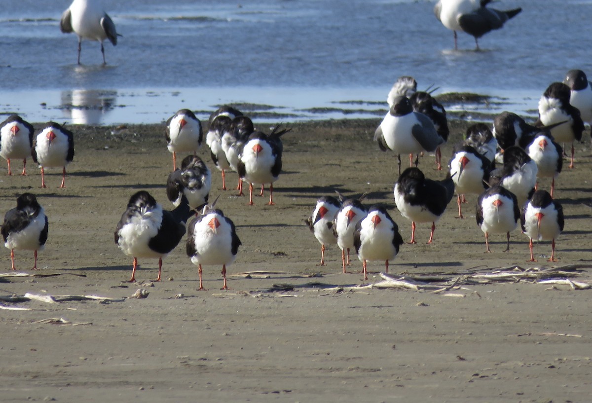 Black Skimmer - ML617002129