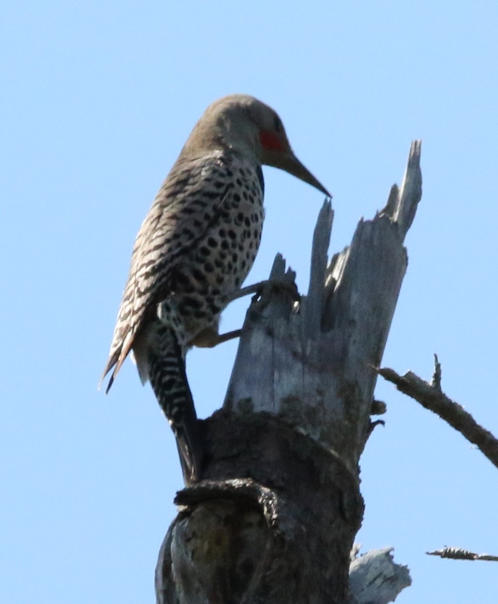 Northern Flicker - Robbie & Bob Revel