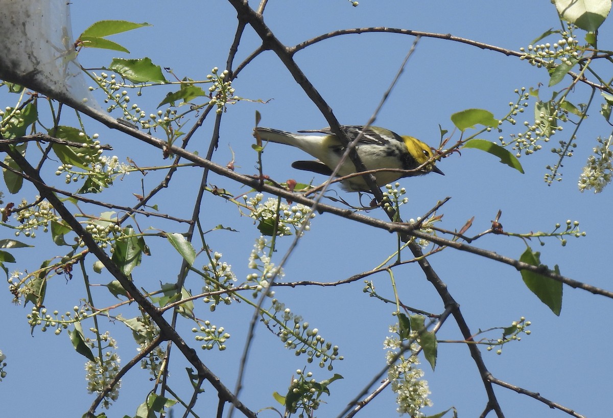 Black-throated Green Warbler - ML617002143