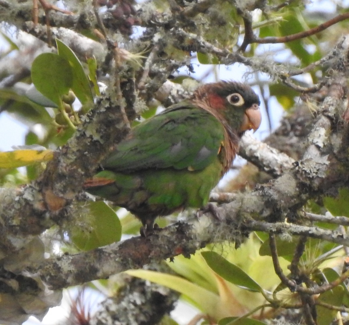 Brown-breasted Parakeet - David McConnell