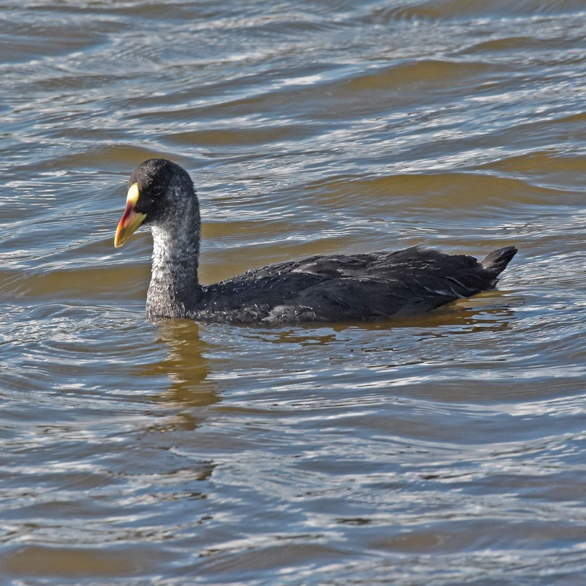 Red-gartered Coot - Carlos De Biagi