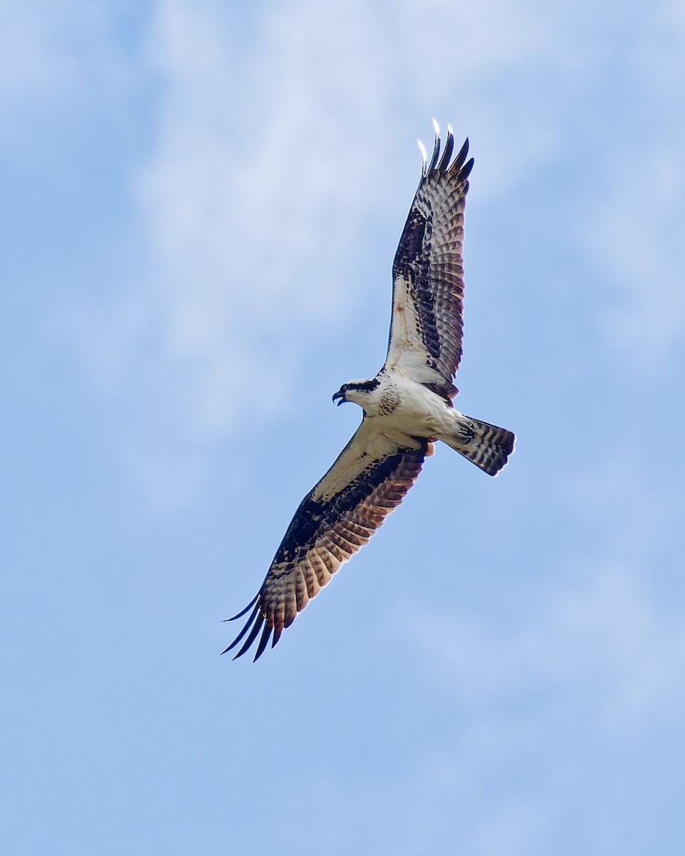 Águila Pescadora - ML617002259