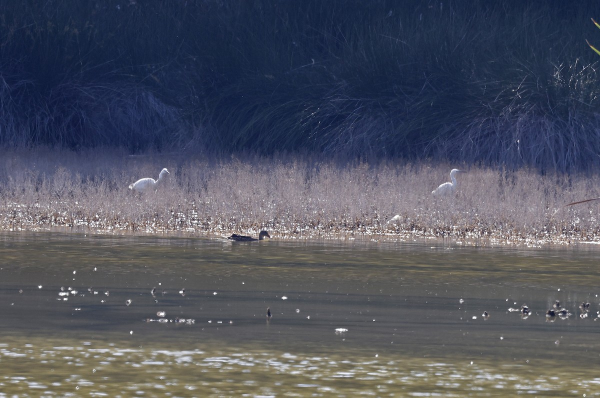 Little Egret - ML617002294