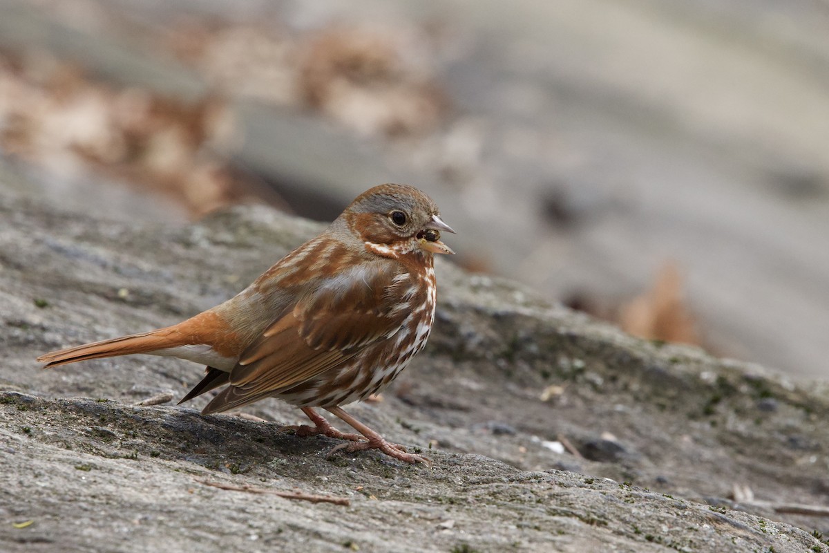 Fox Sparrow - ML617002340