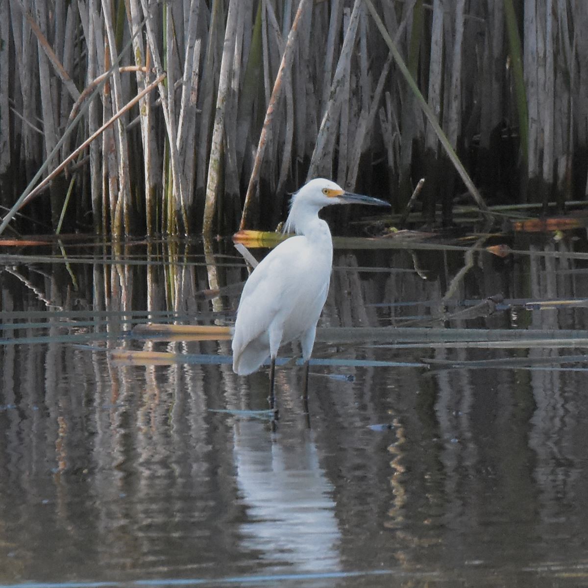 Snowy Egret - ML617002353