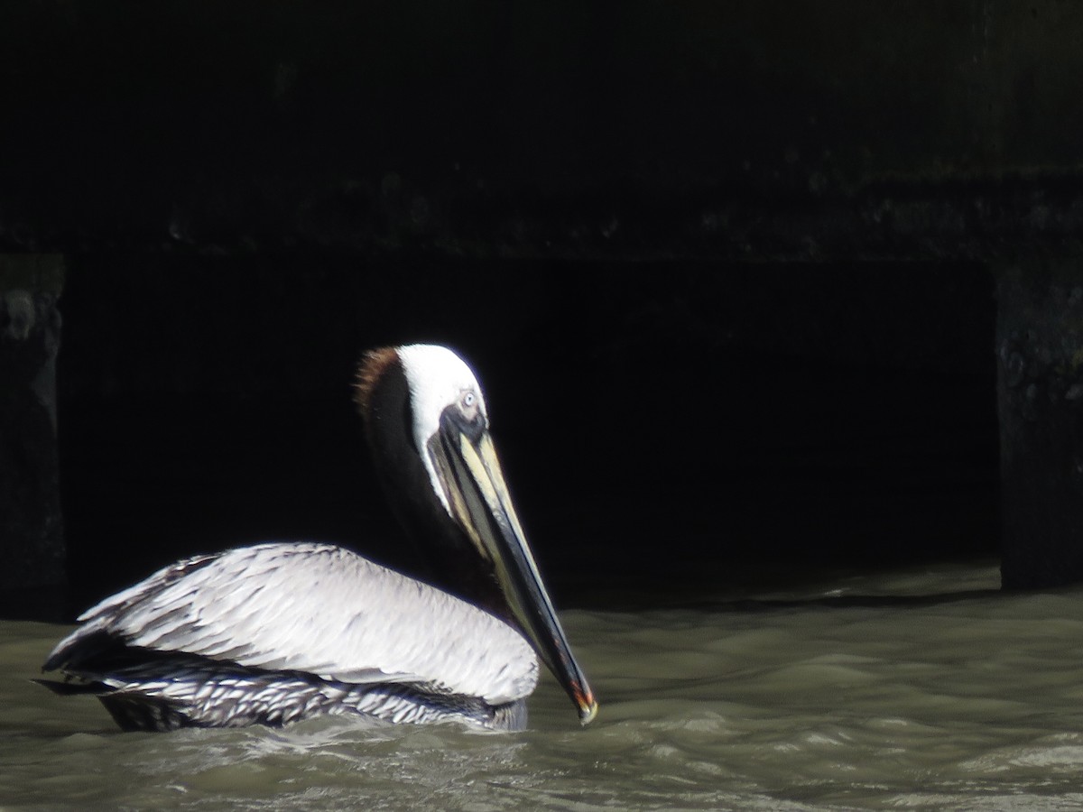 pelikán hnědý - ML617002386
