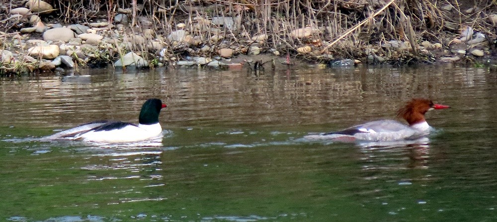 Common Merganser - ML617002387