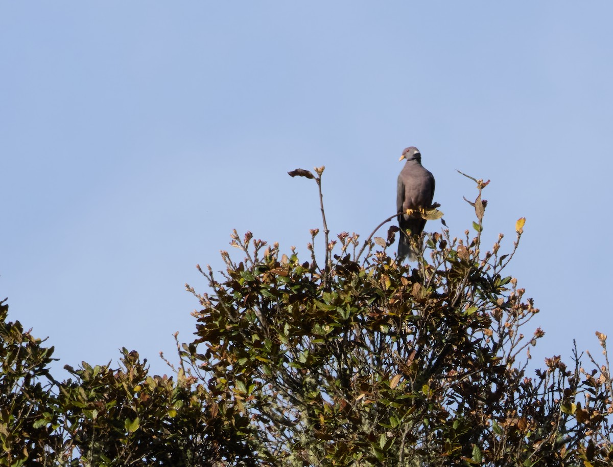 Band-tailed Pigeon - ML617002412