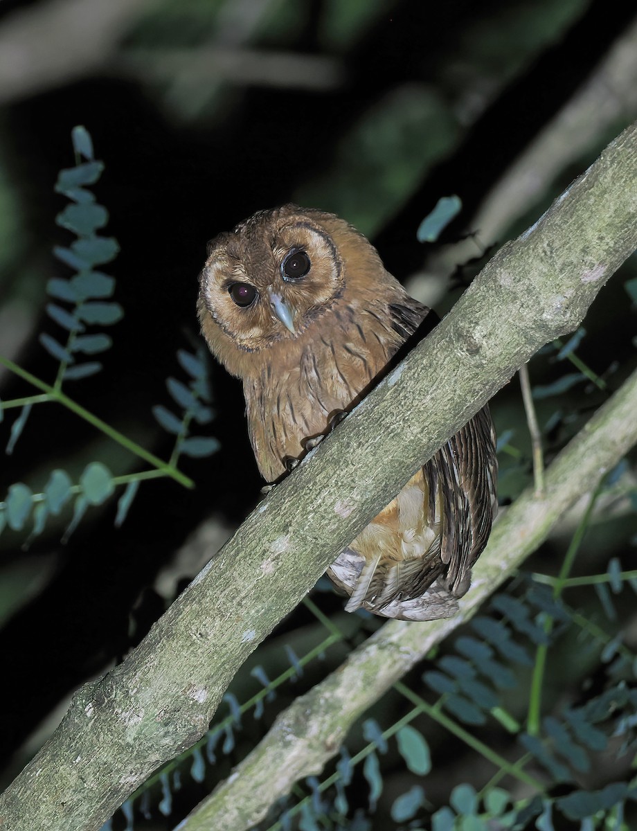 Jamaican Owl - ML617002429