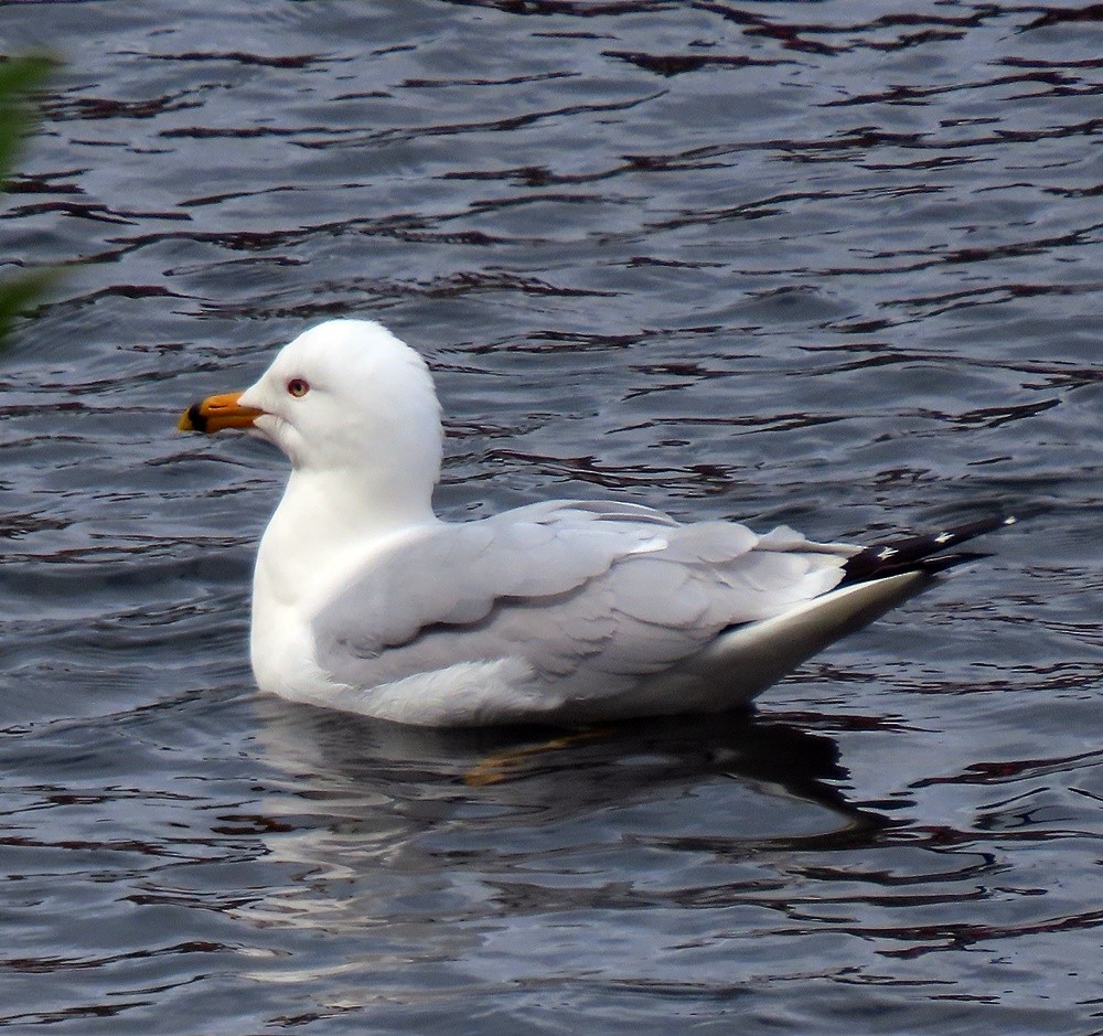 Ring-billed Gull - ML617002430