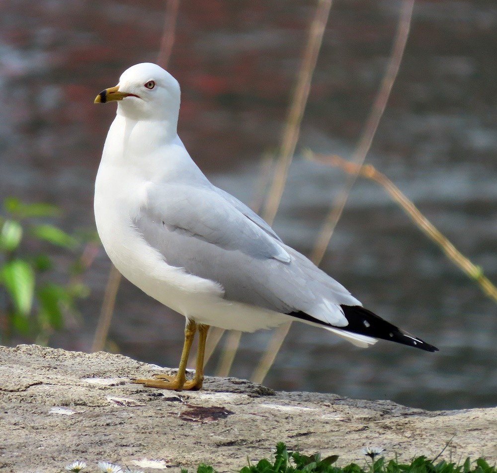 Ring-billed Gull - ML617002431